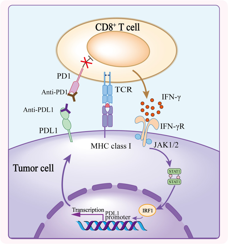 3.Mechanism of PD1 action.png