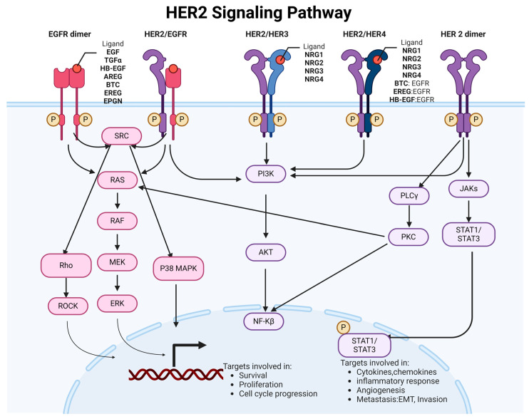2.Mechanism of HER2 action.png