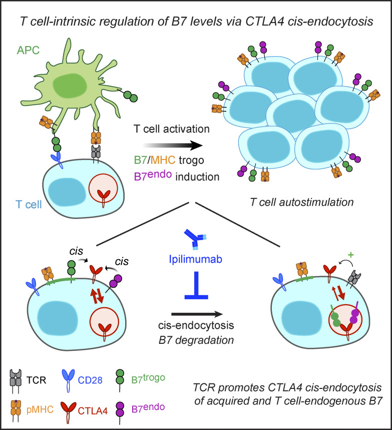 1.Mechanism of CTLA4 action.png