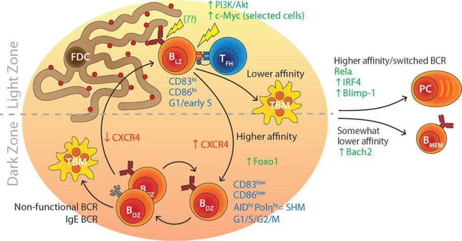Figure 1 Overview of the GC reaction.png
