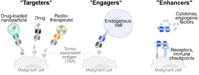 Figure 3 Mechanism of action of bispecific antibodies.png