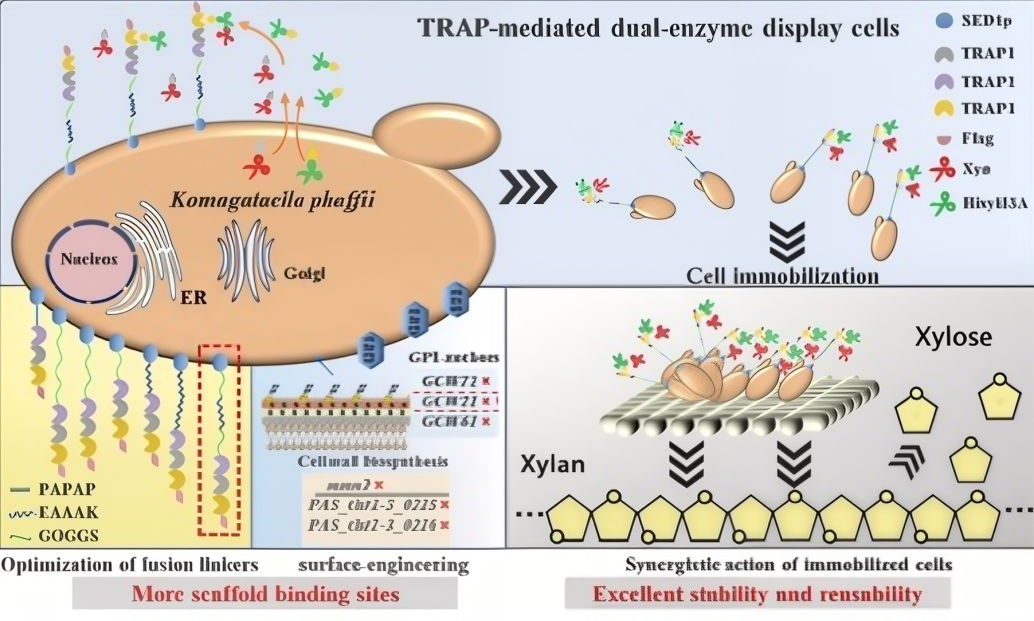Figure 3 Flowchart of the Construction of a Scaffold-Mediated Dual-Enzyme Display System.png