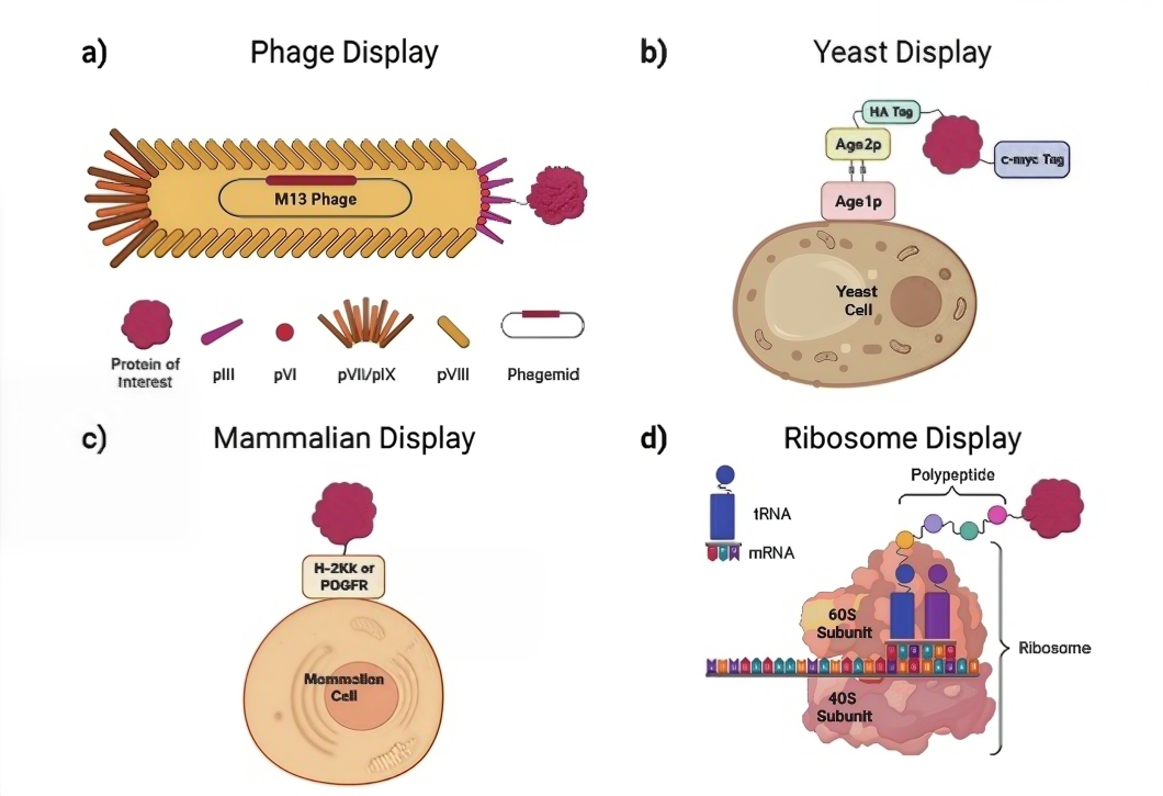 Figure 2 Comparison of Various Protein Display Systems.png
