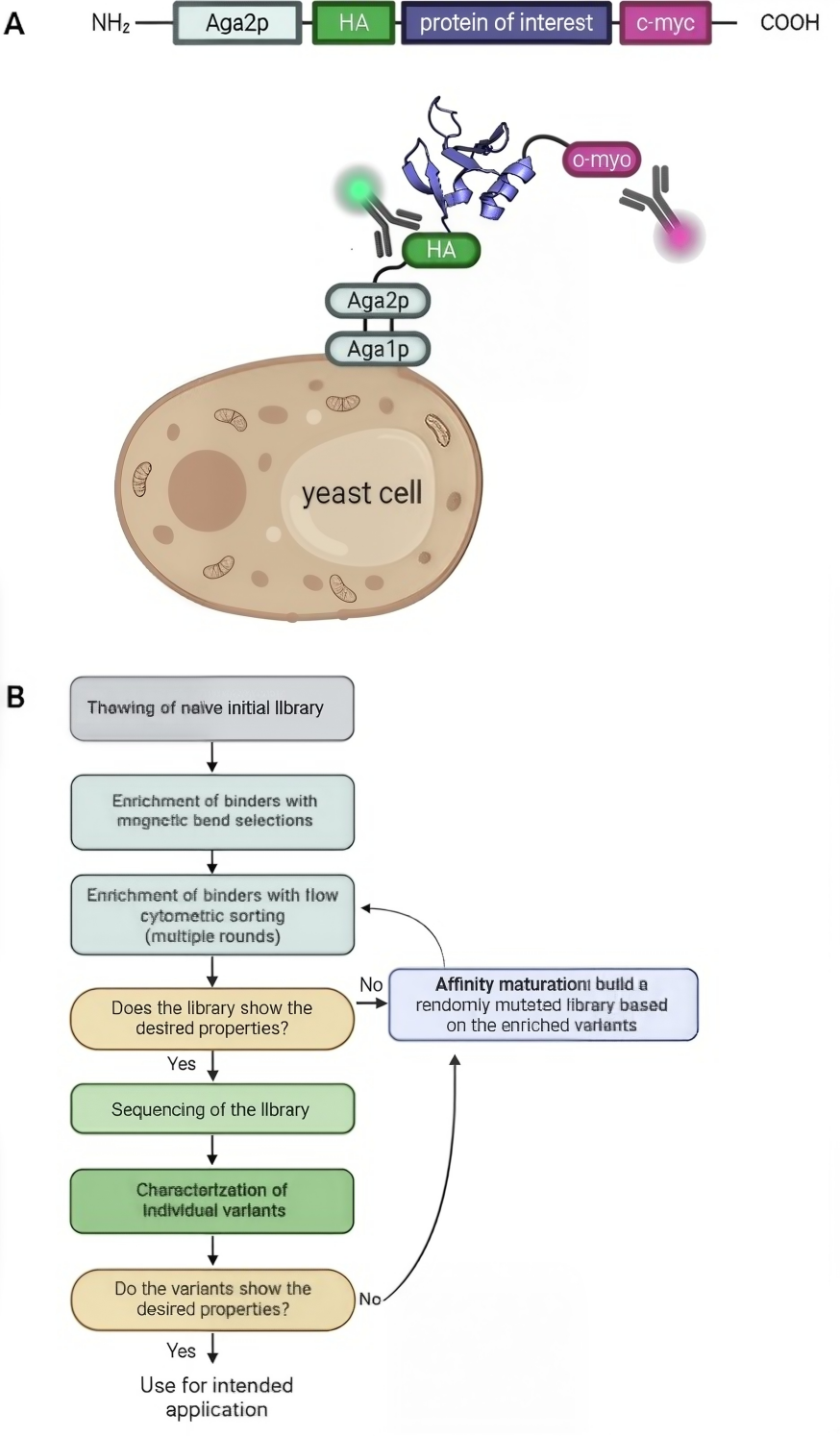 Figure 1 Diagram Illustrating the Working Principle and Process Flow of Yeast Surface Display (YSD) Technology.png