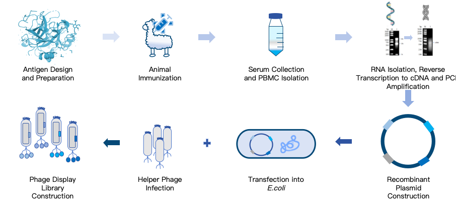 Figure 3 Service Workflow for KMD Bioscience’s Phage Display Library Construction Platform.png