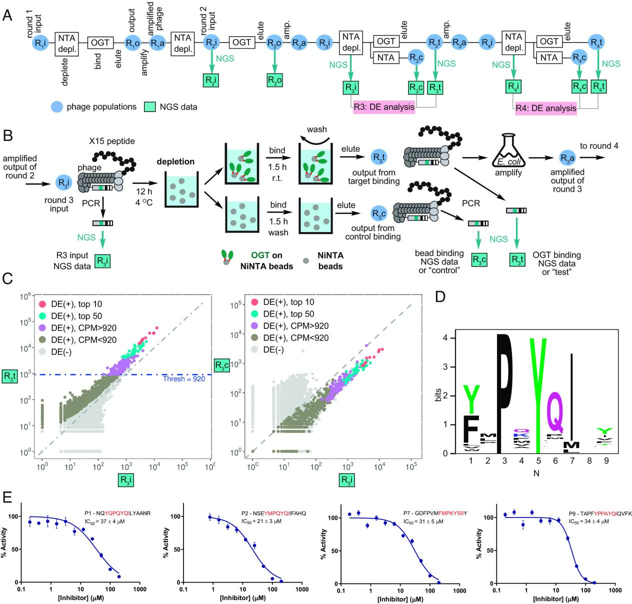 Figure 2 Phage display screening workflow integrated with NGS.png