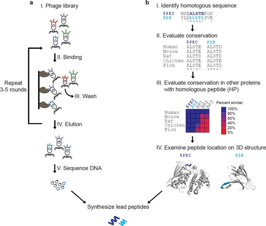 Figure 1 Phage-Displayed Peptide Workflow.png