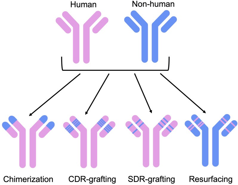 Figure 1 Schematic Diagram of CDR Transplantation Technology.png