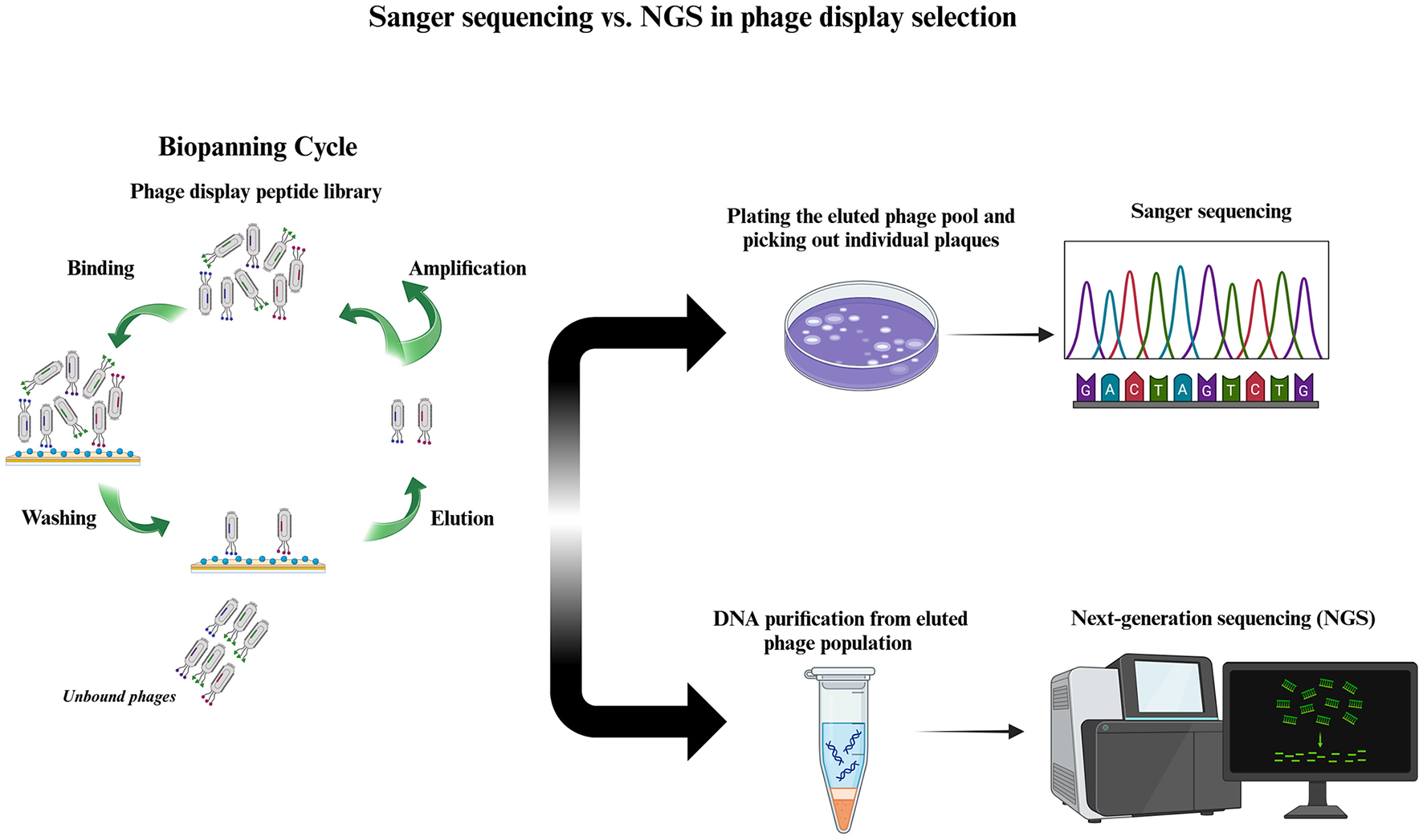Figure 1 Schematic Diagram of the Entire Phage Display Screening Process.png