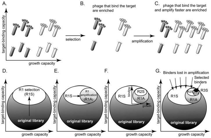 Figure 3 Flowchart of the Phage Display Library Construction Process.png