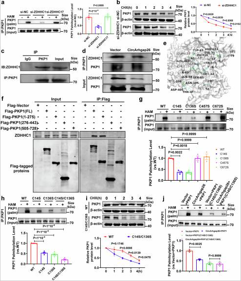 Fig.7ZDHHC1筛选、竞争性Co-IP、分子对接、位点突变验证.png