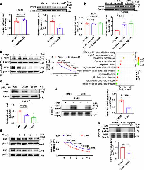 Fig.6circArhgap26调控PKP1的分子机制.png
