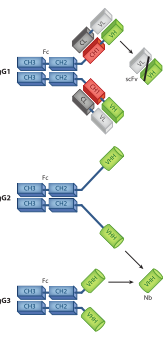 Figure 1 Schematic diagram of the VHH structure.png