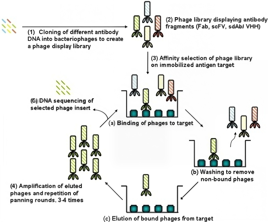 Figure 2 Schematic Diagram of the Phage Display Screening Process.png