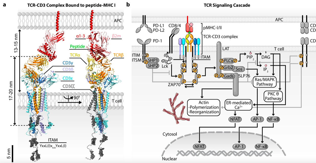 Figure 1 Schematic Diagram of the TCR-CD3 Complex Structure and Signaling Pathway.png