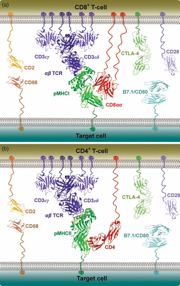Figure 2 Schematic Diagram of T-cell–APC Immunosynapse Molecules.png