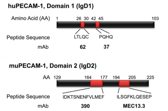 Figure 3 Schematic Diagram of the PECAM-1:CD31 Protein Domains.png