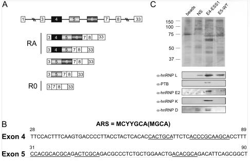 Figure 4 Schematic Diagram of CD45 Alternative Splicing and Isoforms.png